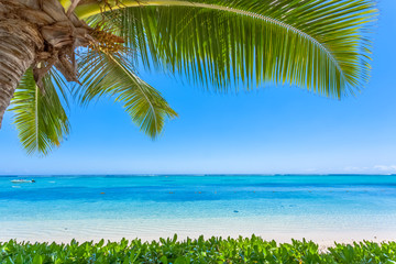 palm trees on the beach, Morne Brabant, Mauritius 