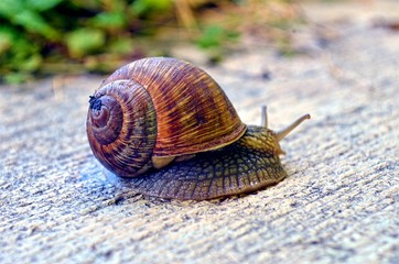 snail close-up , crawling on the stone surface