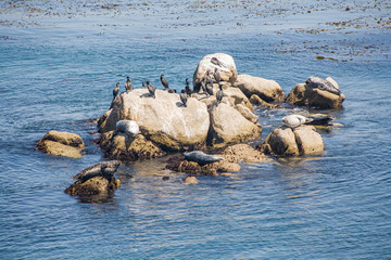 seals enjoy the warm weather at the rochk in Monterey