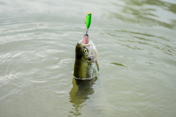 Casting off. hobby and sport activity. fly fishing trout. recreation and leisure. trout bait. catch...