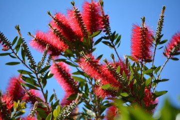 red callistemon flowers and green plants in a sunny day
