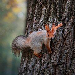 Naklejka na ściany i meble Squirrel in the autumn park. Red gray squirrel portrait close up