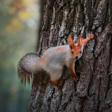 Squirrel in the autumn park. Red gray squirrel portrait close up © 5ph