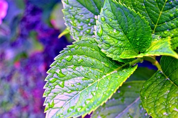 green hydrangea leaves with raindrops lingering on them close-up