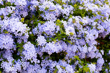 Summer blossom of blue plumbago flowers