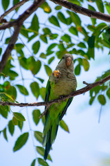 Little green parrot sits on tree and eats cookies