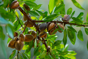 Ripe almond nuts on tree ready for harvest