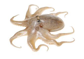 Fototapeta premium Octopus on white background