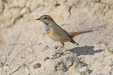 Male bluethroat (Luscinia svecica) in winter plumage filmed on plant branches and sitting on the ground closeup