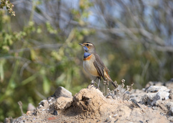 Male bluethroat (Luscinia svecica) in winter plumage filmed on plant branches and sitting on the ground closeup