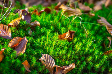 Moss in the autumn forest close-up