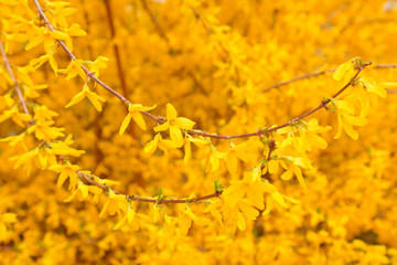 Forsythia flower in a garden