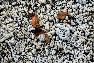 crystalline salt on the soil