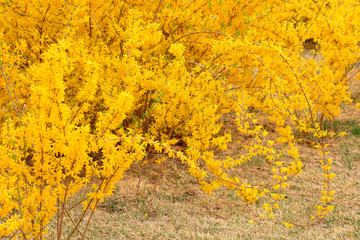 Forsythia flower in a garden