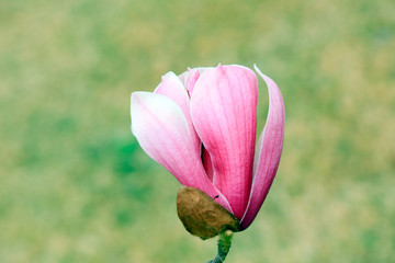 Magnolia flower in the wild