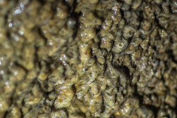 Mineral on the wall of the cave