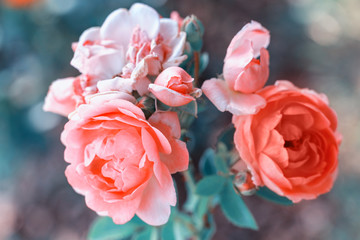 Beautiful coral roses flowers in garden close up. Tinted effect