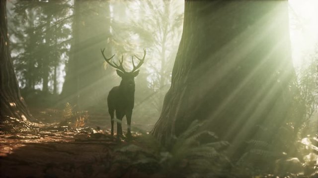 Beautiful deer in the forest with amazing lights at morning