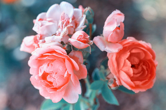 Beautiful coral roses flowers in garden close up. Tinted effect © Olga Ionina