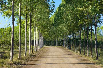 Road along with windbreak