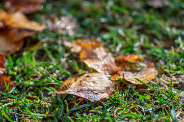Fallen leaf in morning dew
