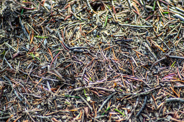 Ant hill in the forest close up