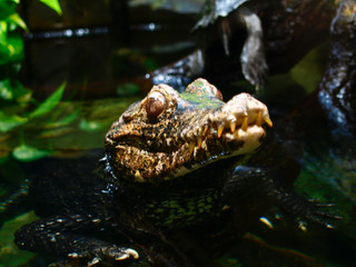 animals and wildlife