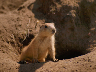 animals and wildlife