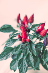 Rote Chilipflanze Closeup frisch 
