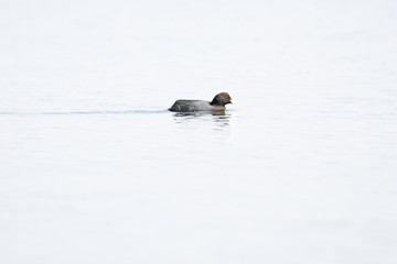 animals and wildlife