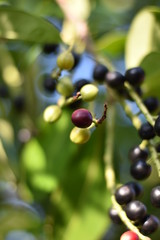 Reife und unreife Früchte - Kirschlorbeer (Prunus laurocerasus)