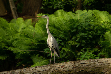 animals and wildlife