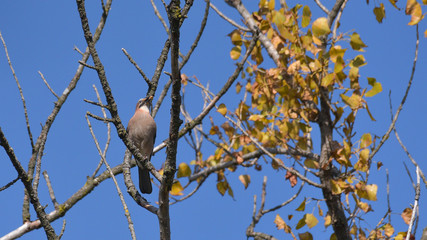 Ghiandaia posata sul ramo di un albero, in autunno