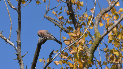 Ghiandaia posata sul ramo di un albero, in autunno