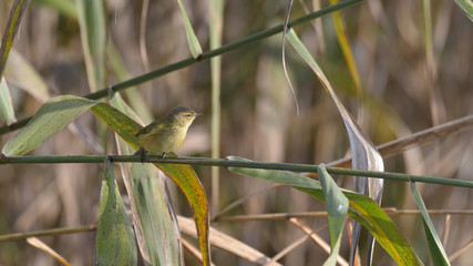 Fototapeta premium Luì piccolo posato sui rami delle canne nella palude, in autunno