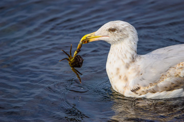 animals and wildlife