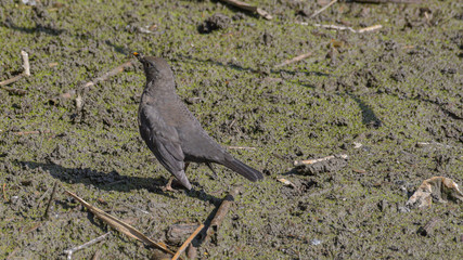 Merlo femmina che cerca cibo nella sabbia del fiume