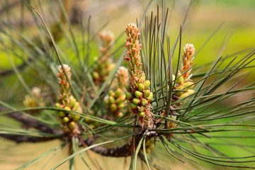 Pine bud