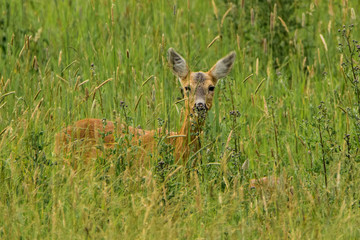 animals and wildlife