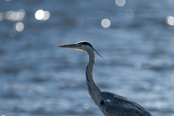 animals and wildlife