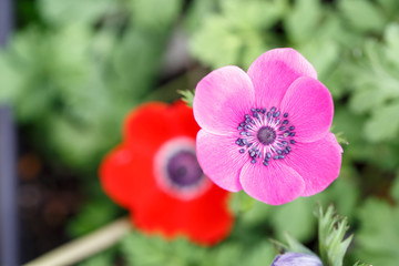 アネモネの花