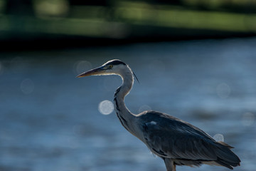 animals and wildlife