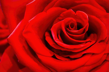 Red rose. A close up macro shot of a red rose.