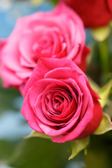 バラの花