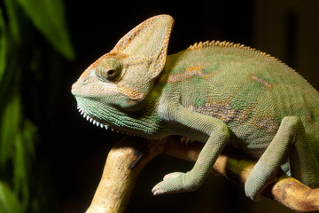 Iguana