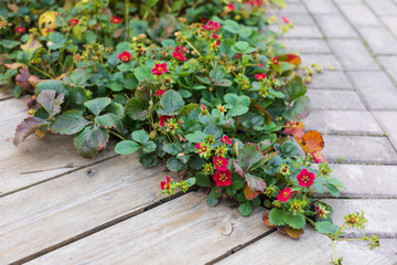 Blooming strawberry bushes with pink flowers