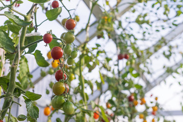 Red, yellow, orange  and green cherry tomatoes in decorative greenhouse
