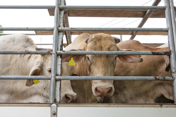 Truck Transport Beef Cattle Cow livestock