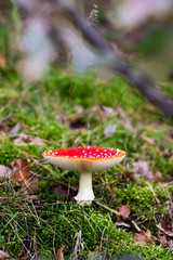 Pilz. Fliegenpilz