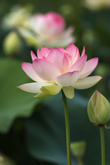 蓮の花　初夏イメージ